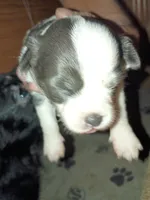 Snoopy , a male Chihuahua for sale in Orlando, FL – 1 of 3
