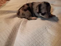 Blue, a male Chihuahua for sale in Orlando, FL – 4 of 7
