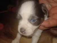 Snoopy , a male Chihuahua for sale in Orlando, FL – 2 of 3