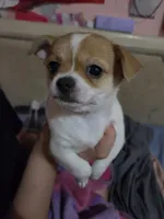 Dorothy, a female Chihuahua for sale in Lakeland Highlands, FL – 4 of 4