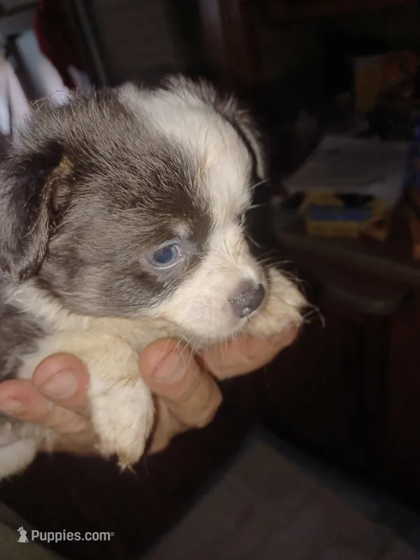 Snoopy  – Chihuahua puppy for sale in Lakeland Highlands, FL