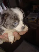 Snoopy AKC , a male Chihuahua for sale in Lakeland Highlands, FL – 5 of 8