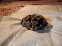 Blue, a male Chihuahua for sale in Orlando, FL – 3 of 7