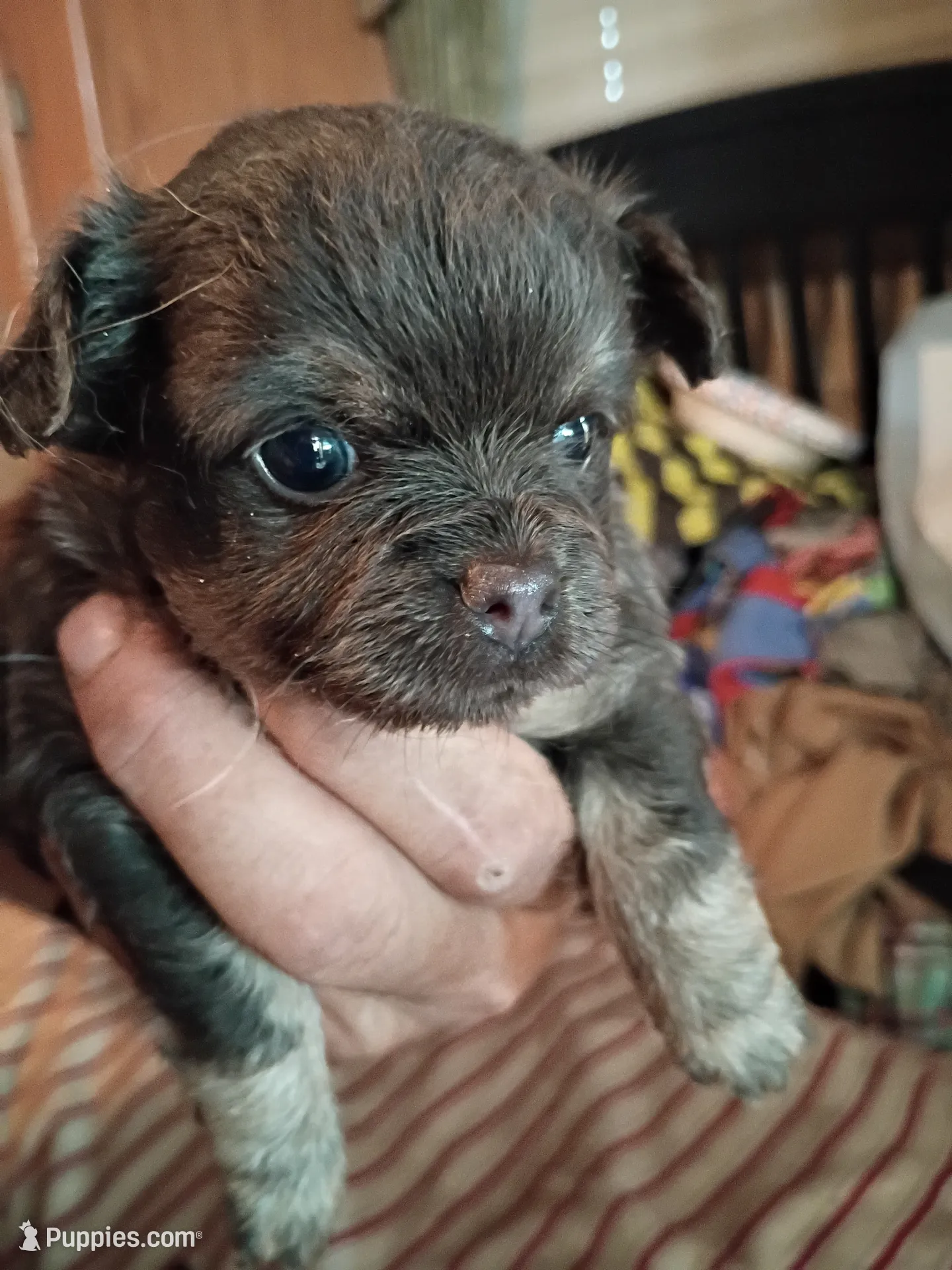 Akc girl Dotty – Chihuahua Puppy for Sale | Puppies.com