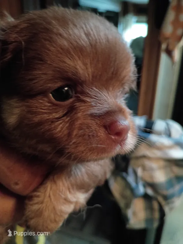 Chewy – Chihuahua puppy for sale in Orlando, FL