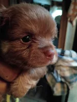 Chewy, a male Chihuahua for sale in Orlando, FL – 1 of 6