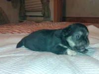 Coal, a male Chihuahua for sale in Orlando, FL – 4 of 6