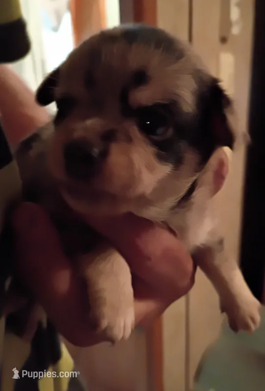 Blue – Chihuahua puppy for sale in Orlando, FL