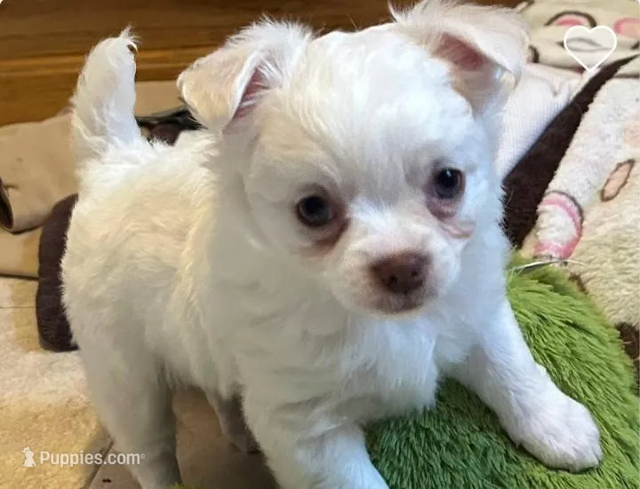 Baby, a male Chihuahua for sale in Chesapeake City, VA – Photo 1 of 2
