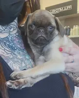 Ms Puggy Akc, a female Pug for sale in Chesapeake City, VA – Photo 1 of 2
