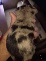Blue, a male Chihuahua for sale in Chesapeake, VA – 4 of 8