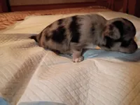 Blue, a male Chihuahua for sale in Orlando, FL – 7 of 7