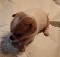 Spot, a male Chihuahua for sale in Orlando, FL – 2 of 5