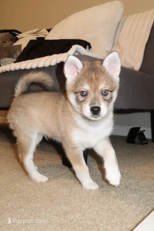 Bean – Alaskan Klee Kai puppy for sale in Tampa, FL