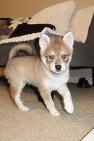 Bean, a male Alaskan Klee Kai for sale in Tampa, FL – 2 of 8