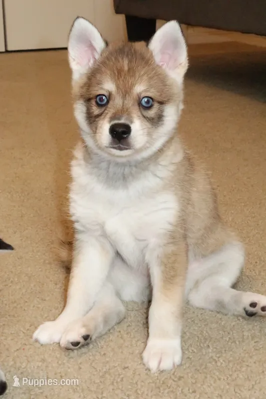 Bean – Alaskan Klee Kai puppy for sale in Tampa, FL