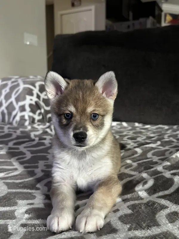 Bean – Alaskan Klee Kai puppy for sale in Tampa, FL