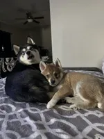 Bean, a male Alaskan Klee Kai for sale in Tampa, FL – 6 of 8