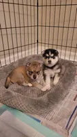 Blue, a male Alaskan Klee Kai for sale in Tampa, FL – 4 of 7