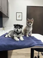 Blue, a male Alaskan Klee Kai for sale in Tampa, FL – 5 of 7