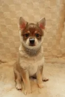 Bean, a male Alaskan Klee Kai for sale in Tampa, FL – 1 of 8