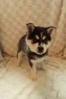 Blue, a male Alaskan Klee Kai for sale in Tampa, FL – 2 of 7
