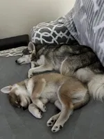 Bean, a male Alaskan Klee Kai for sale in Tampa, FL – 7 of 8