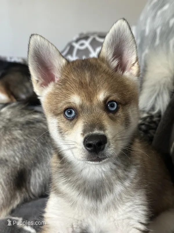Bean – Alaskan Klee Kai puppy for sale in Tampa, FL