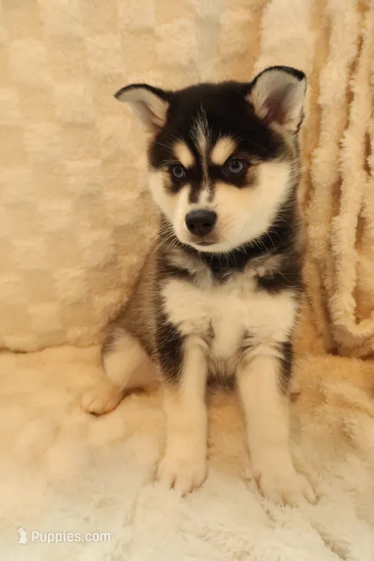 Blue – Alaskan Klee Kai puppy for sale in Tampa, FL