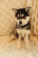 Blue, a male Alaskan Klee Kai for sale in Tampa, FL – 1 of 7