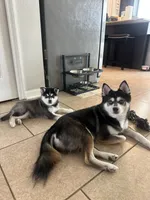 Blue, a male Alaskan Klee Kai for sale in Tampa, FL – 6 of 7