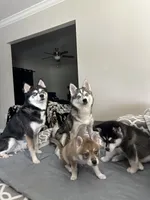 Bean, a male Alaskan Klee Kai for sale in Tampa, FL – 8 of 8