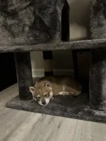 Bean, a male Alaskan Klee Kai for sale in Tampa, FL – 3 of 8