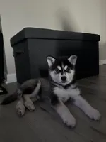 Blue, a male Alaskan Klee Kai for sale in Tampa, FL – 3 of 7