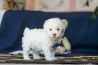 Bingo, a male Poodle - Toy  for sale in Sugarcreek, OH – 5 of 10