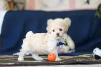 Biscuit, a male Poodle - Toy  for sale in Sugarcreek, OH – 4 of 10