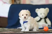 Biscuit, a male Poodle - Toy  for sale in Sugarcreek, OH – 1 of 10