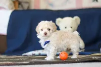 Biscuit, a male Poodle - Toy  for sale in Sugarcreek, OH – 9 of 10