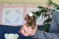 Briana, a female Poodle - Toy  for sale in Sugarcreek, OH – 4 of 9