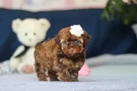 Briana, a female Poodle - Toy  for sale in Sugarcreek, OH – 5 of 9
