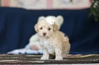 Betsy, a female Poodle - Toy  for sale in Sugarcreek, OH – 3 of 9