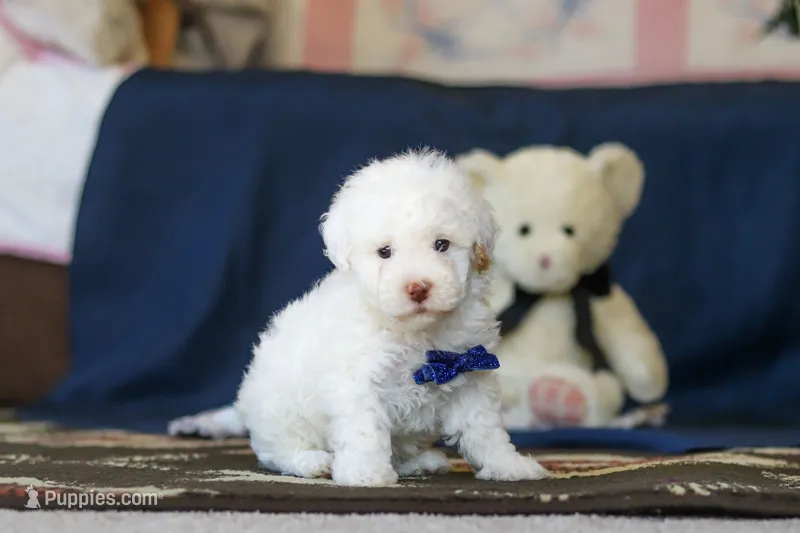 Bingo – Poodle - Toy  puppy for sale in Sugarcreek, OH