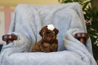 Briana, a female Poodle - Toy  for sale in Sugarcreek, OH – 7 of 9