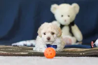 Biscuit, a male Poodle - Toy  for sale in Sugarcreek, OH – 2 of 10