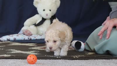 Betsy, a female Poodle - Toy  for sale in Sugarcreek, OH – 9 of 9