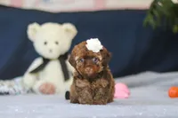 Briana, a female Poodle - Toy  for sale in Sugarcreek, OH – 3 of 9