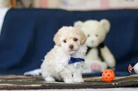 Biscuit, a male Poodle - Toy  for sale in Sugarcreek, OH – 5 of 10