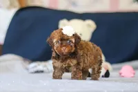 Briana, a female Poodle - Toy  for sale in Sugarcreek, OH – 8 of 9