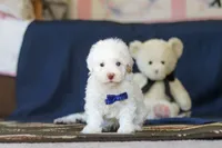 Bingo, a male Poodle - Toy  for sale in Sugarcreek, OH – 9 of 10