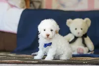 Bingo, a male Poodle - Toy  for sale in Sugarcreek, OH – 8 of 10
